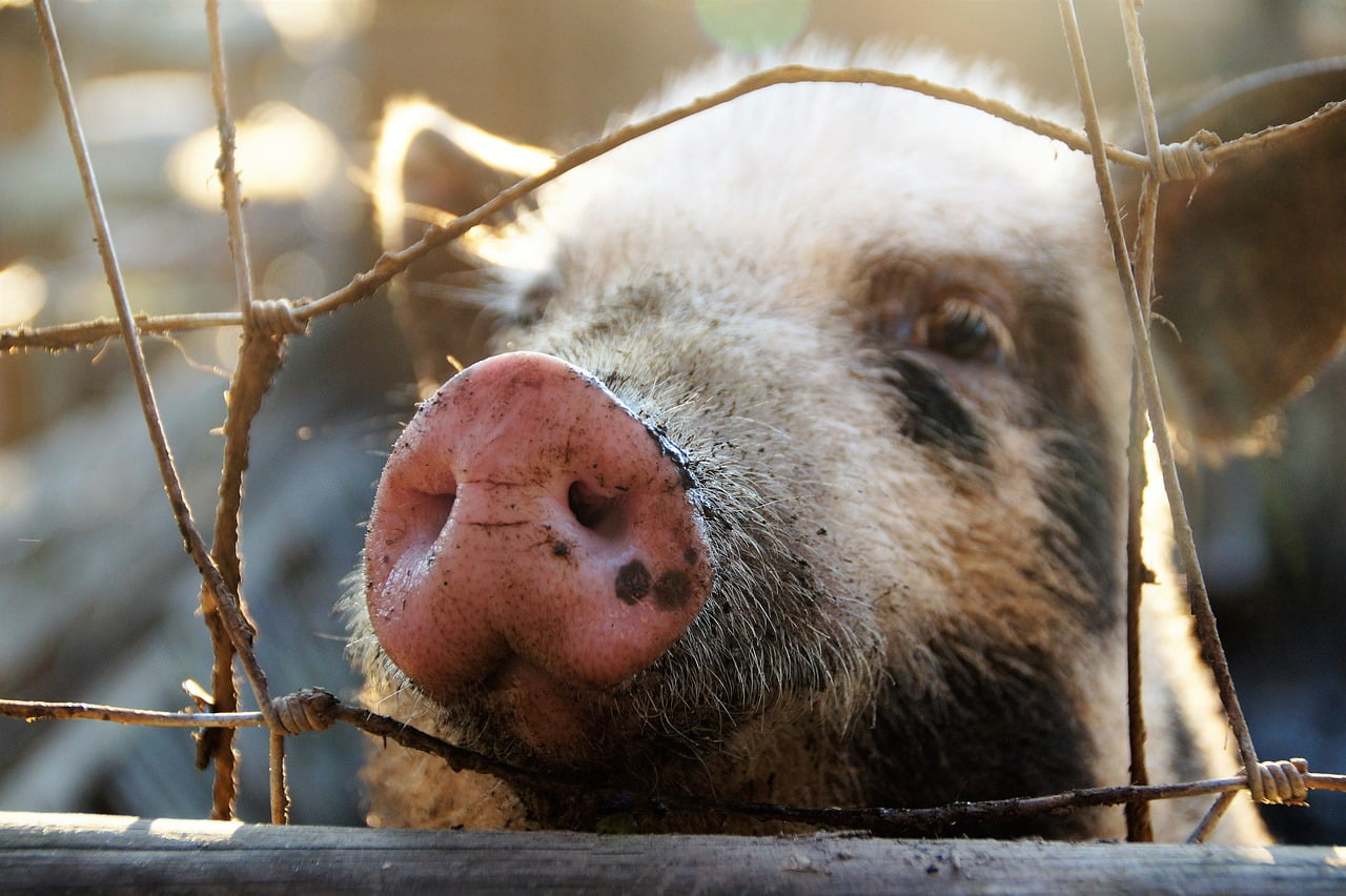 pig, snout, muzzle-5779516.jpg